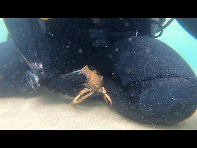 Scuba Diver kisses a Spider Crab