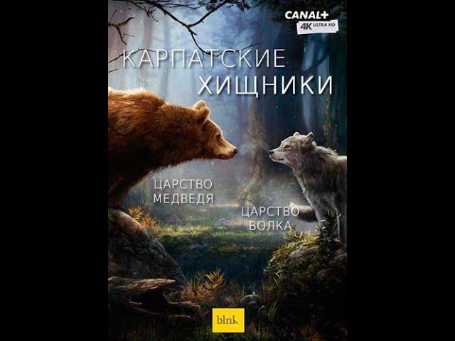 Карпатские хищники / Carpathian Predators 4K, серии 2 Царство Волка /Realm of the Wolf