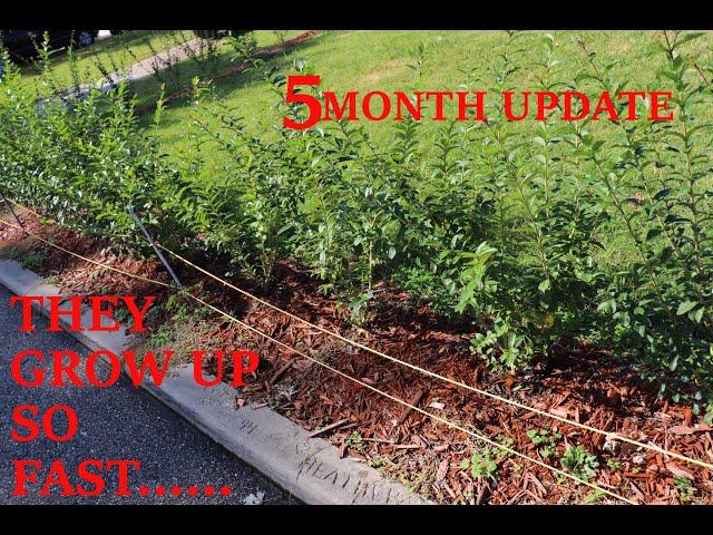 PRIVET HEDGE 5 MONTH UPDATE (2019)