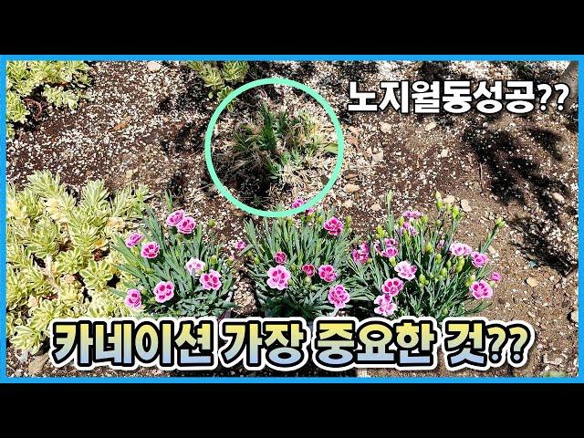 카네이션 이것 없으면 금방 죽어요... 카네이션 키우기 ver.2022