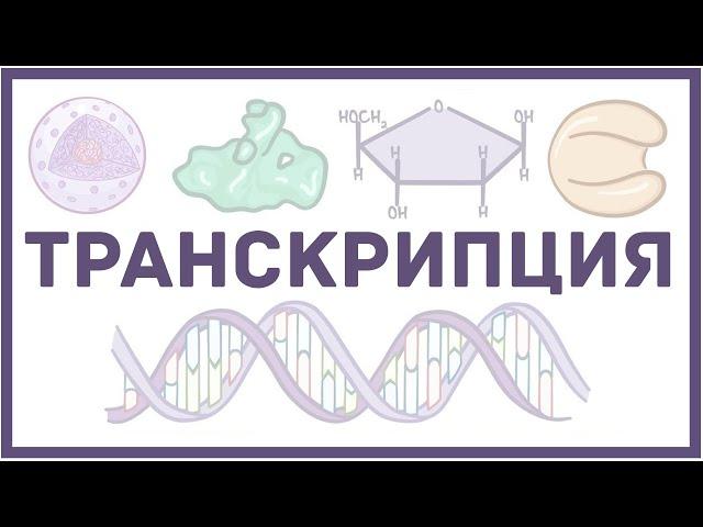 Транскрипция ДНК - биология и физиология клетки