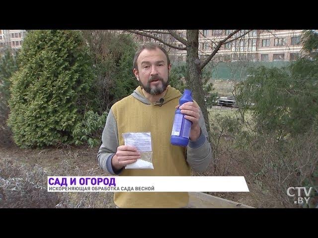 Обработка сада весной! Самая эффективная защита от болезней и вредителей от Ивана Русских