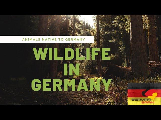 Wildlife in Germany - Animals Native to Germany