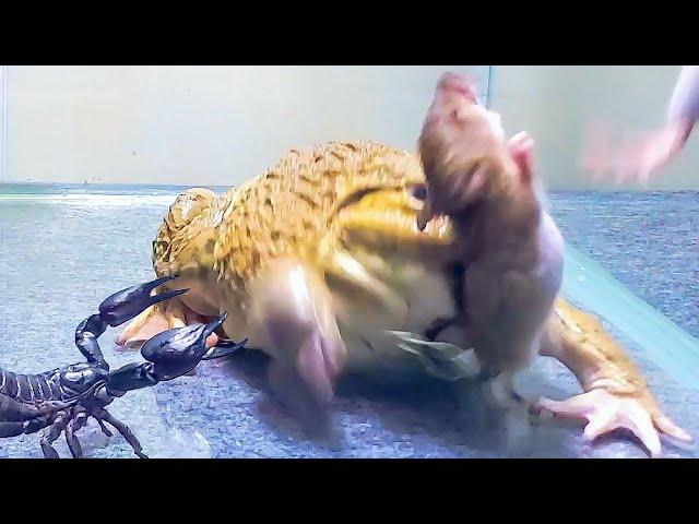 Amazing!! Asian Bullfrog With Big Scorpion And Mouse! Asian Bullfrog Live Feeding