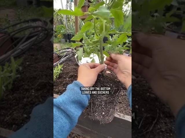 How to transplant tomato seedling #tomatoes #tomatoseedlings #plantingseason #growingtips #th