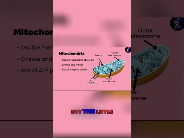 The Mighty Mitochondria: Unlocking the Secrets of Energy Production