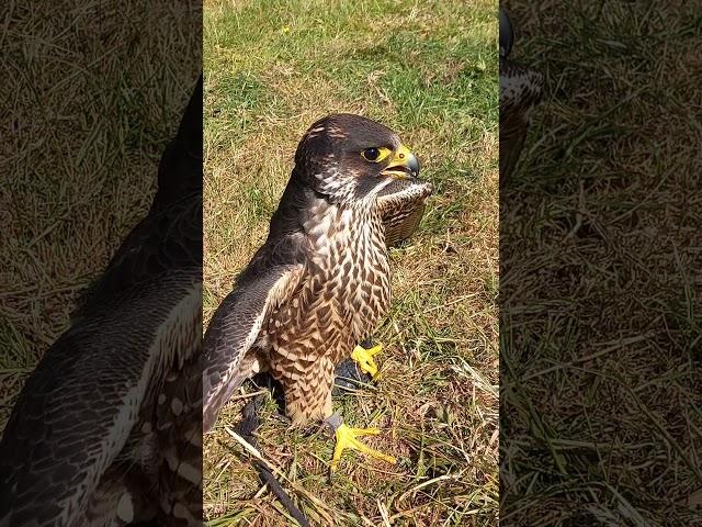 PEREGRINE ON THE LURE