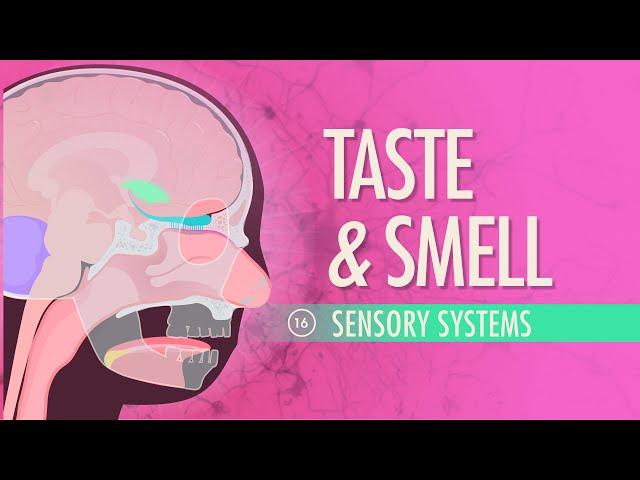 Taste & Smell: Crash Course Anatomy & Physiology #16