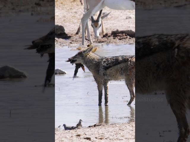 Jackal Hunting Birds  Wincent   qmM5v #bird #nature #wildlife #jackal