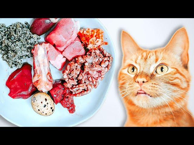 How To Raw Feed Your Cat (Ultimate Beginner's Guide)