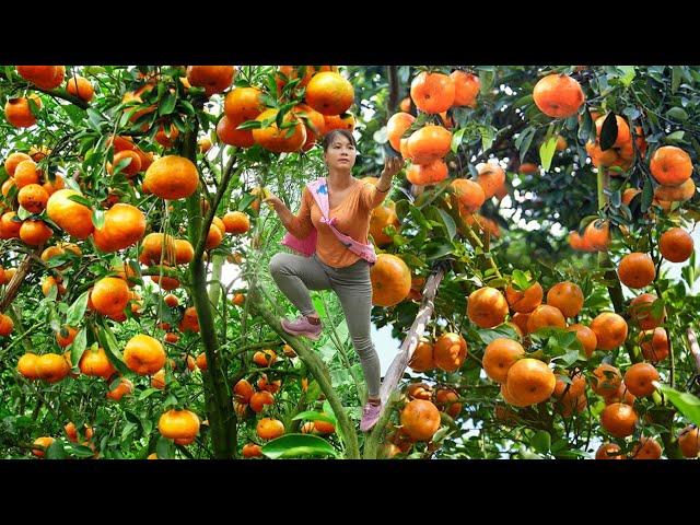 Harvesting Tangerine Goes to countryside market sell - Growing pumpkins || Free Bushcrat