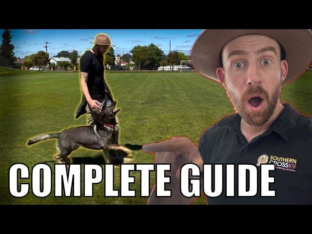 How to teach Competition Heeling! Easy Guide!