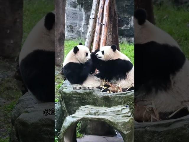 可可想抢笋，被渝爱一掌顶住了脑门 #国宝 #panda  #熊猫生活 #大熊猫#shorts