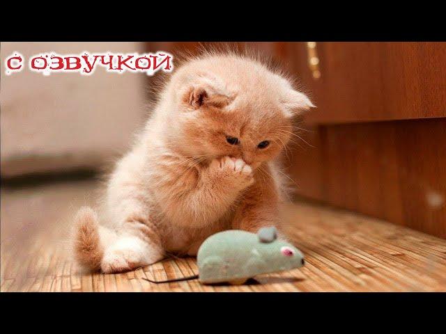 Funny animals! Funniest Cats and Dogs - 144