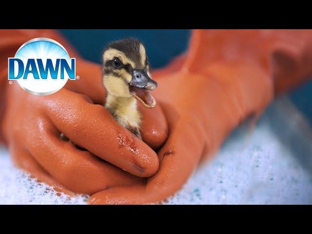 Wildlife Rescue Experts Save Animals with Dawn