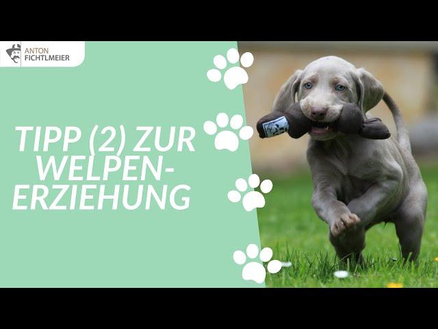 Tipp (2) zur Welpenerziehung | Hundetraining nach Anton Fichtlmeier