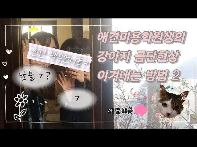 강아지 금단현상 극복 프로젝트 2탄 | 부득이한 낮술 | 부모님 절대 시청금지 | 애견미용학원생 브이로그 맞아요...