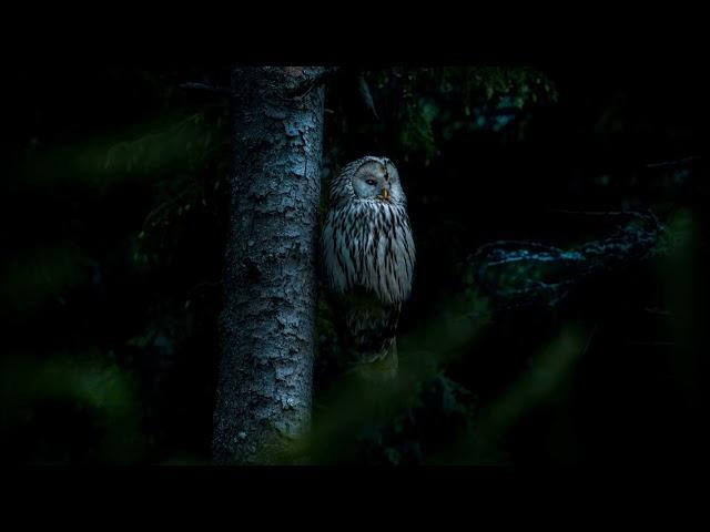 1,2 Hours Owls & Crickets At Night, Ambient Nature Sounds For Sleep & Relaxation