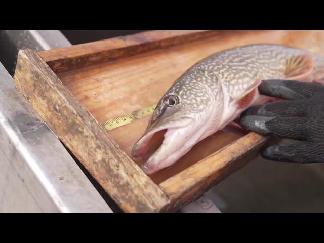 Pike tagging at Flanagan Lake with Nebraska Game and Parks