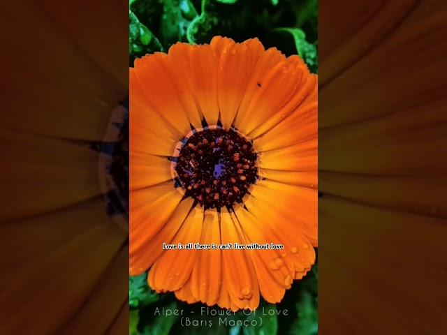 flower of love...