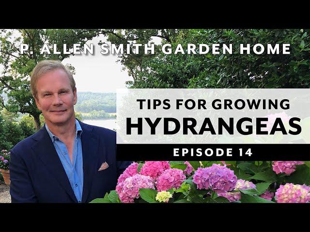 Hydrangeas | Growing Tips & FAQ: Garden Home VLOG (2019) 4K