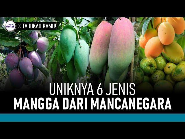 6 Jenis Mangga dari Mancanegara yang Wajib Anda Coba | Hidup Sehat tvOne