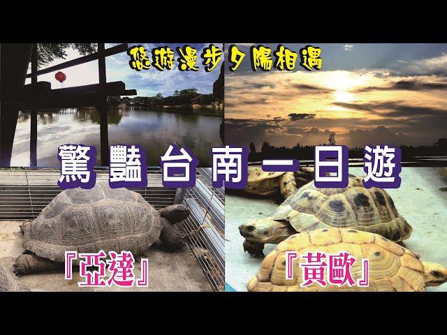 台南一日遊『亞達伯拉象龜園區』『井仔腳瓦盤鹽田與夕陽相遇』『漫步老塘湖回到50年代』|亞達伯拉象龜|黃金歐洲陸龜|井仔腳瓦盤鹽田|老塘湖藝術村|麻豆驢子廚房