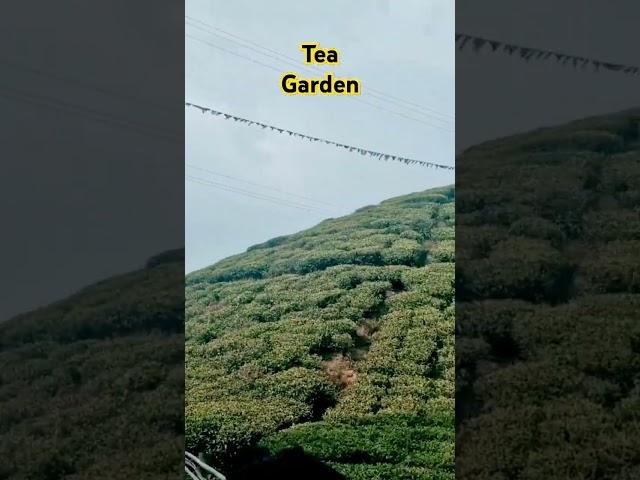 #Tea Garden