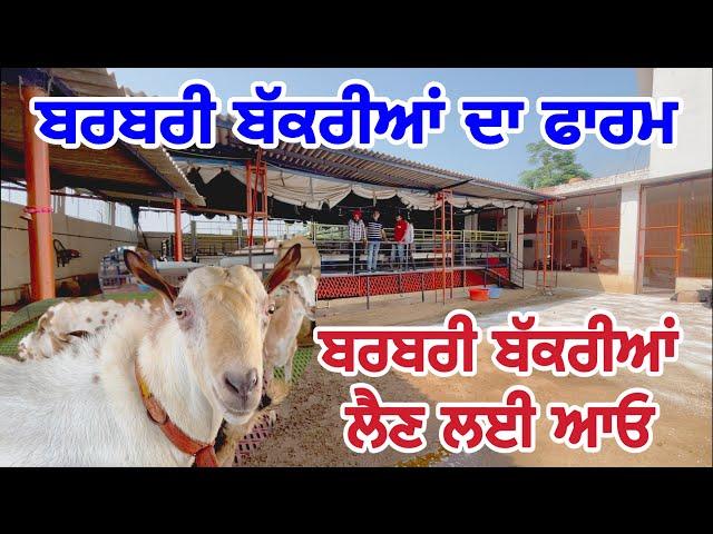 ਬਰਬਰੀ ਬੱਕਰੀਆਂ । Barbari Goats | Virsa Farm Daleke #sheepfarming #goats