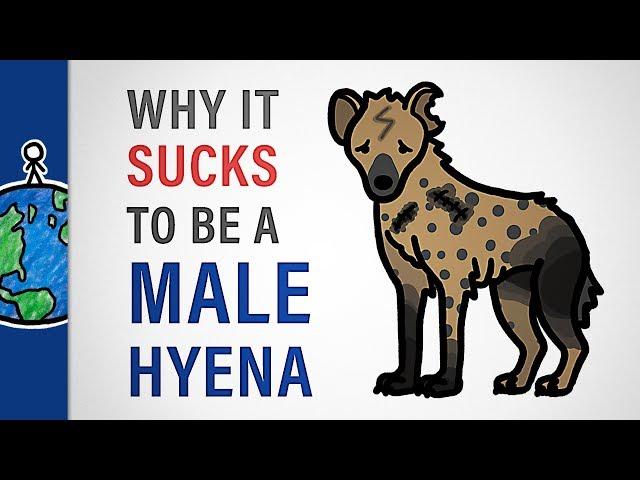 Why It Sucks to Be a Male Hyena