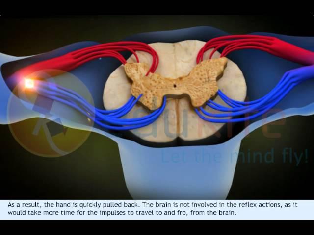 reflex arc