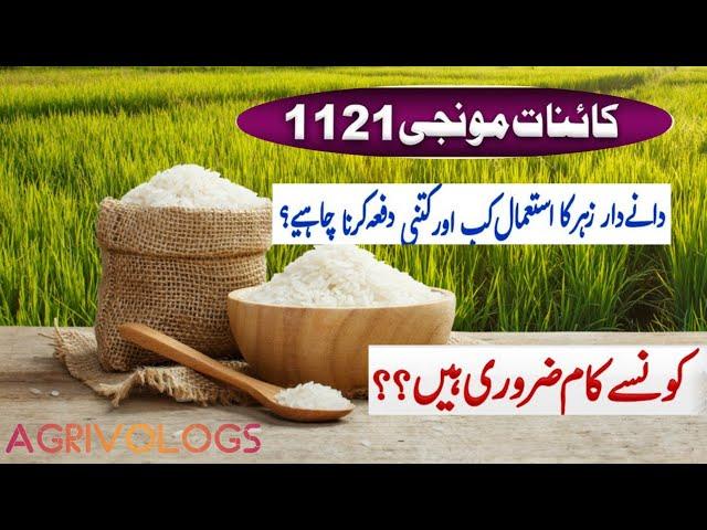 1121 Kainat Basmati How to use cartap hydrochloride? Monomehypo ? Best results// visit agrivologs