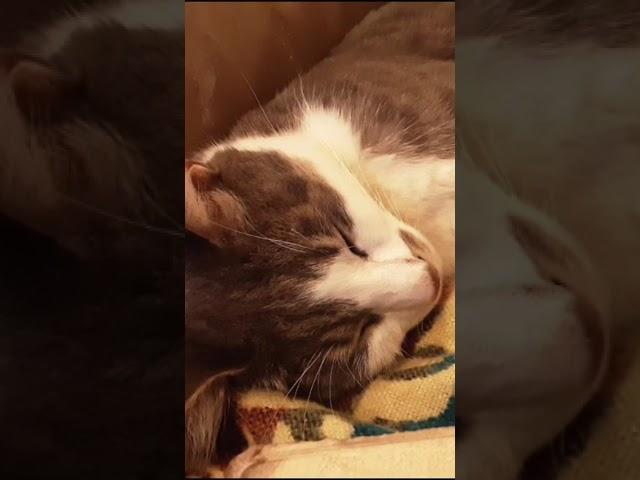 Наши коты.