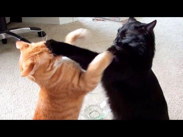 Top CRAZY CAT videos of 2024!  Funny Cat videos 