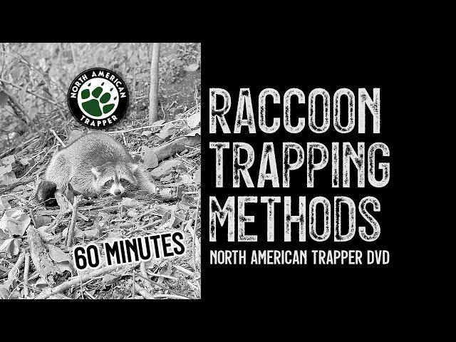 RACCOON TRAPPING with Dog Proof Traps ~ Catch those Nest Raiders