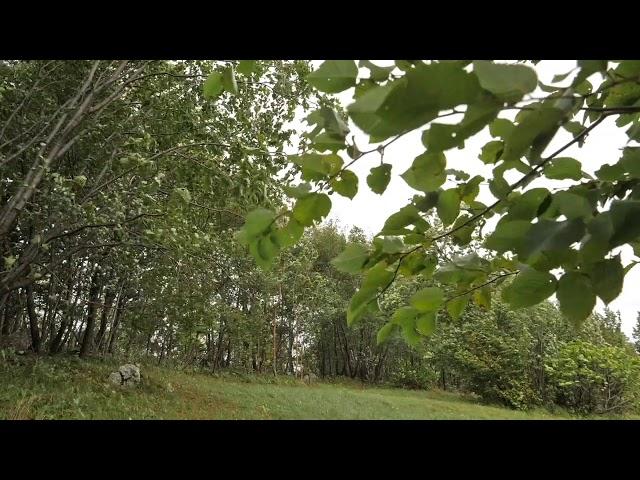 Swaying Trees in The Wind, Rumbling Leaves, Relaxing Wind