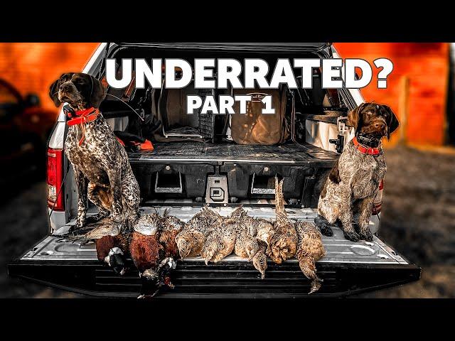 Pheasant Hunting - UNDERRATED? Part 1 | Upland Hunting with Dogs