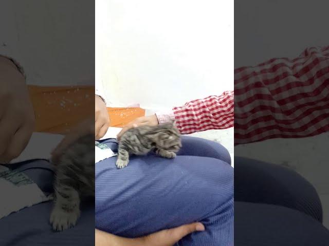 M Khuzaima Playing With Kitty