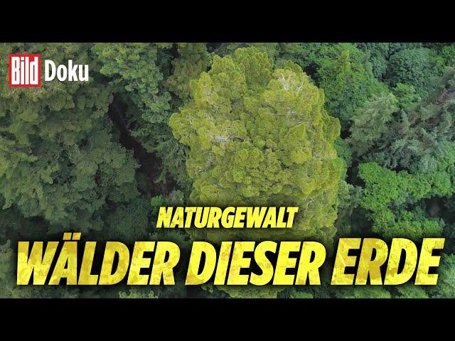 Wälder dieser Erde: Unsere Lebensader und ihre „Naturgewalten“ | BILD Doku