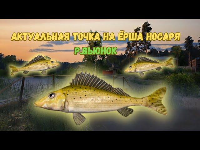 СУМАШЕДШИЙ КЛЁВ ЕРША НОСАРЯ/ Р.Вьюнок ● Русская Рыбалка 4 | РР4