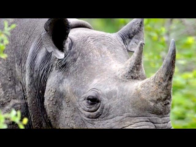 Chinese government concerned about 'gray rhino'