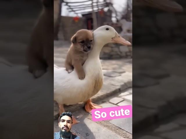 Their friendship is wonderful #dog #duckdog #duck #cute #duckfamily #awesomeduck #animals #doglover