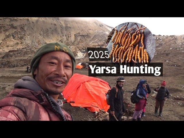 First Day In Yarsaland, Hunting For Yarsagumba In Namgya Kharka, Manang