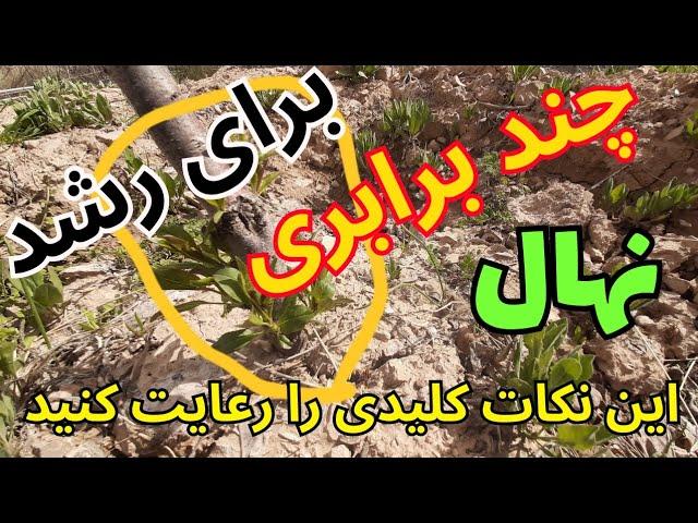 اگر دوست داری نهال رشد چند برابری داشته باشد این نکات کلیدی را رعایت کنید