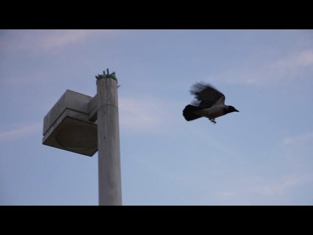 A flying raven silhouette in the sky