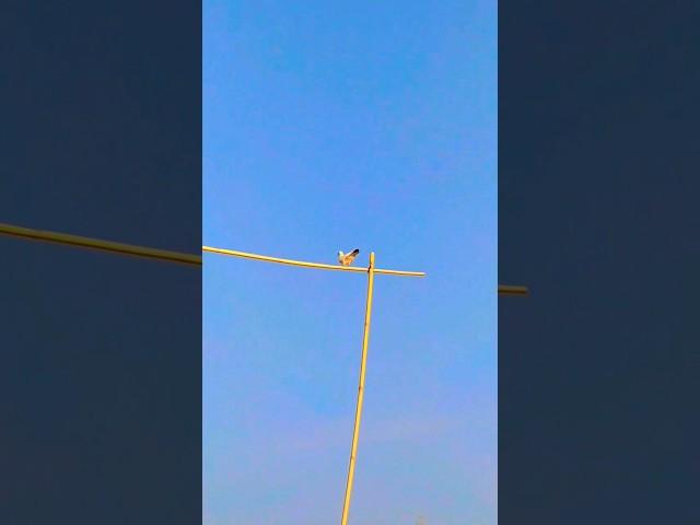 Tik Tok  video#shorts #tiktok #pigeon #trending #kabootar #status