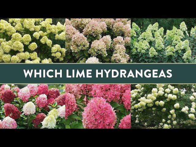 Comparing 4 Different “Lime” Hydrangeas - Which is BEST for you?