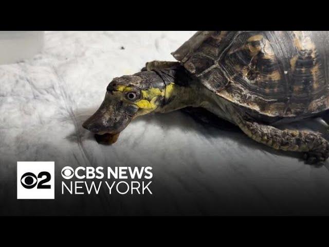 Turtle rescue on Long Island removes extraordinary beak from pet box turtle