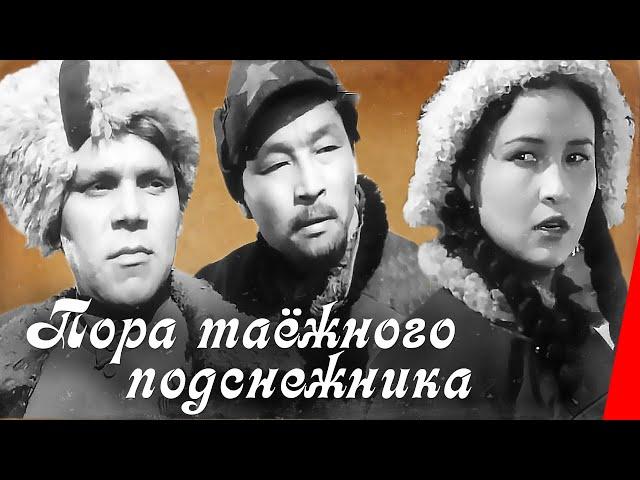 Пора таежного подснежника (1958) фильм