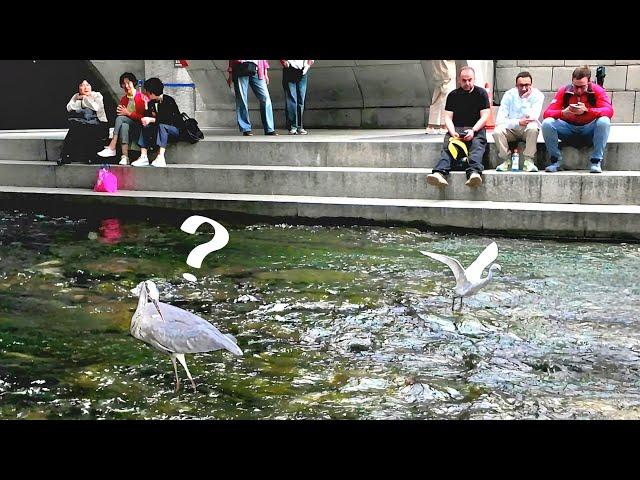 Cheonggyecheon Stream~ Heron, egret  Fish hunting show | 4K